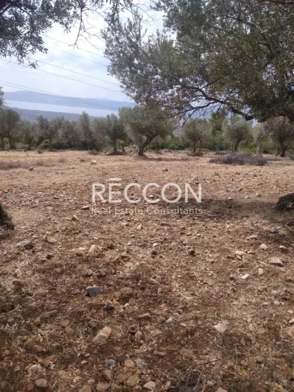 Αγροτεμάχιο 4000τ.μ.  - 2