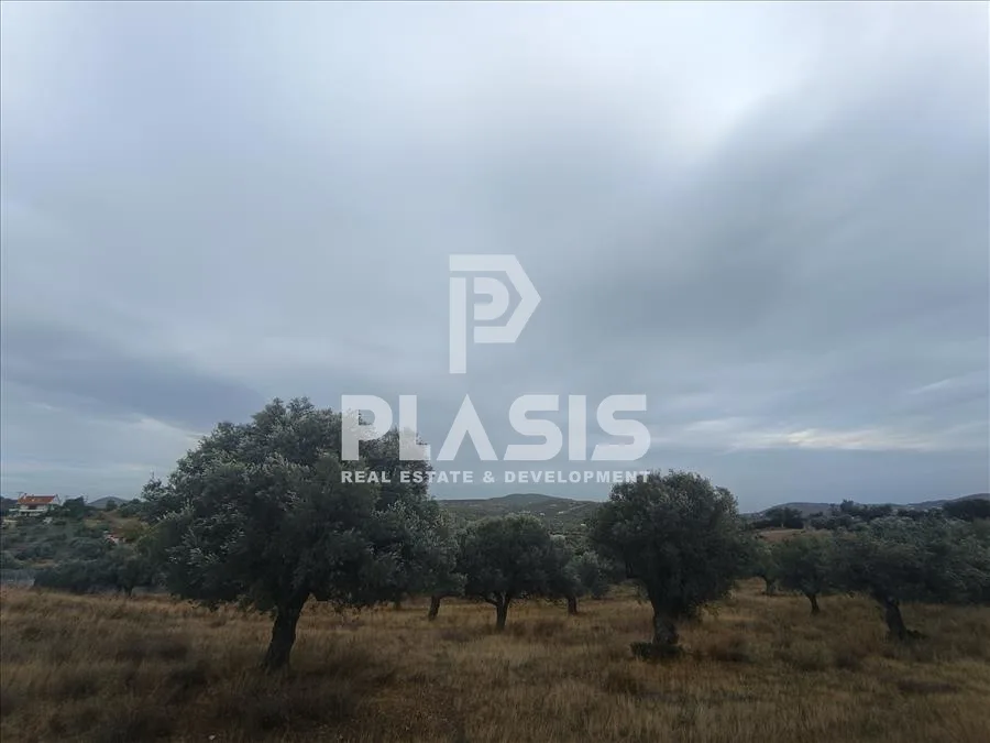 Plot 9000m²  - 2