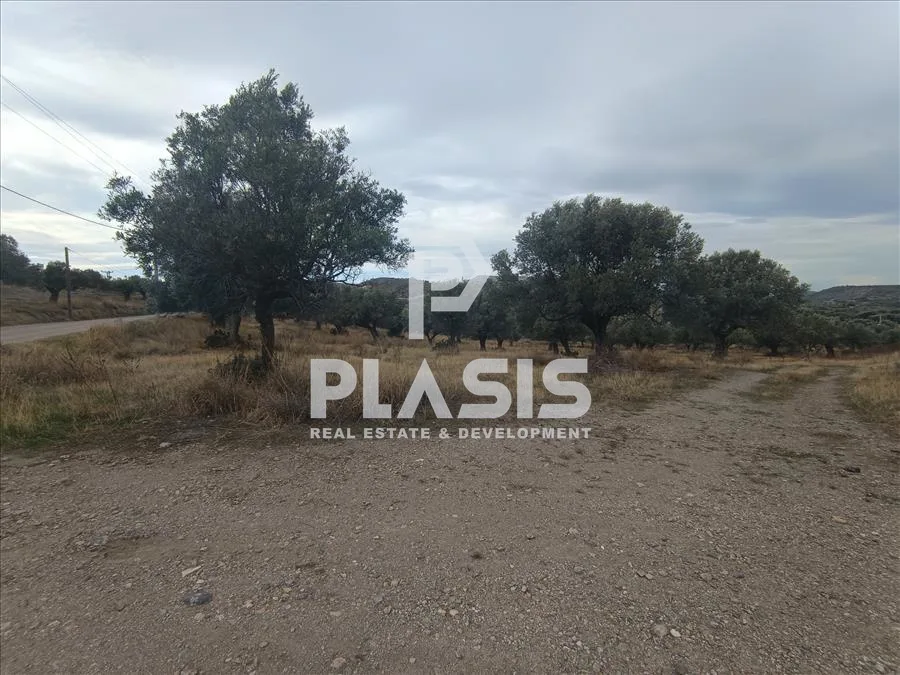 Plot 9000m²  - 3