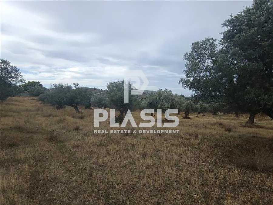 Plot 9000m²  - 5