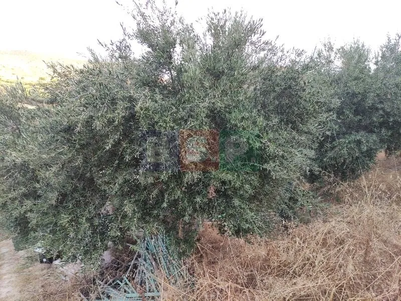 Land Parcel 18000m²  - 5