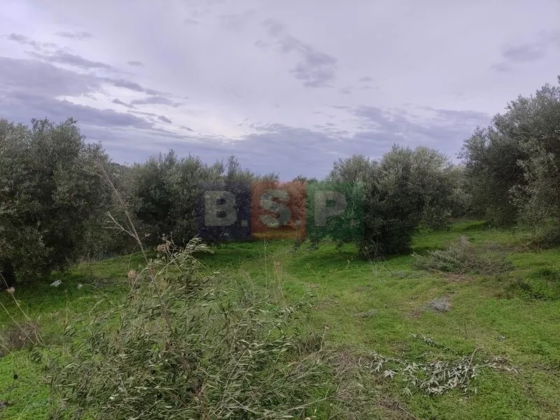 Αγροτεμάχιο 4822τ.μ.  - 2