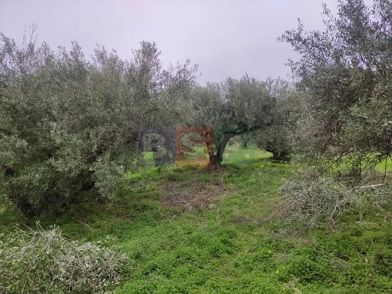Αγροτεμάχιο 4822τ.μ.  - 3
