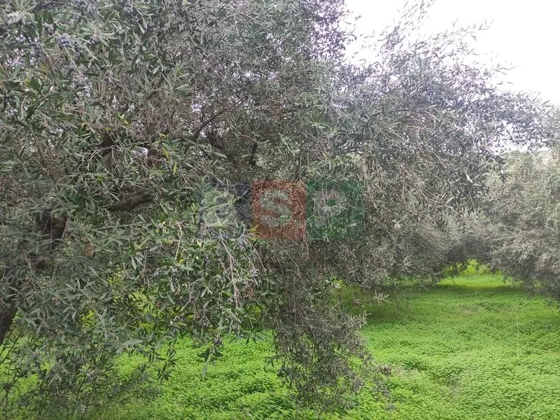 Αγροτεμάχιο 4822τ.μ.  - 5