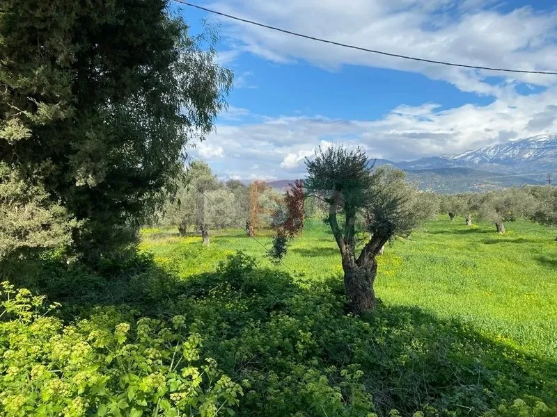 Οικόπεδο 14000τ.μ.  - 2