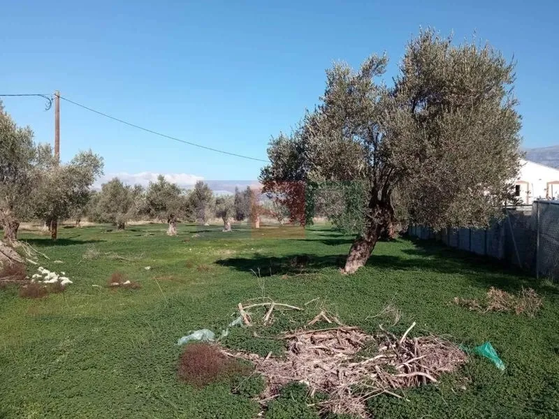 Οικόπεδο 14000τ.μ.  - 4