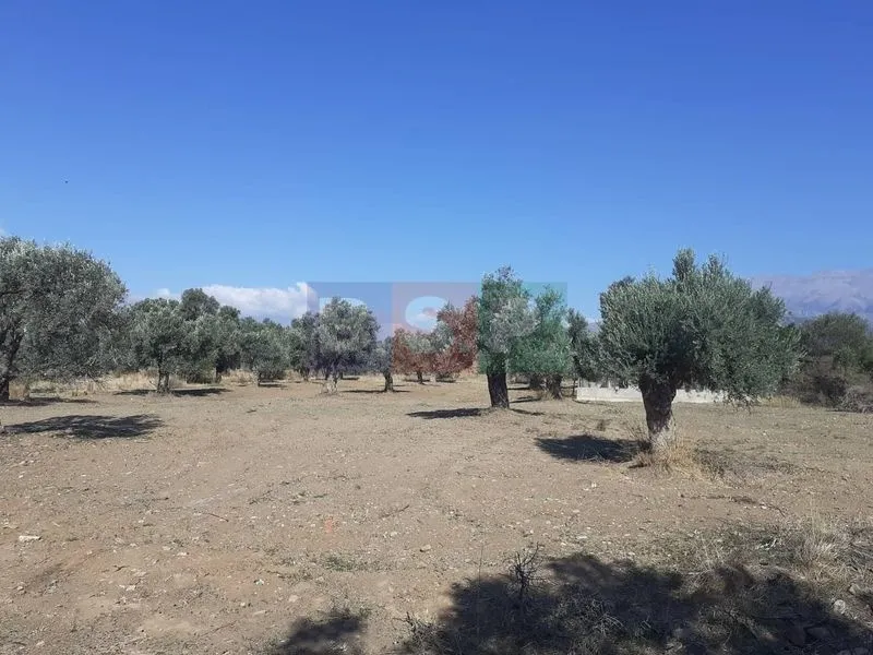 Οικόπεδο 14000τ.μ.  - 5