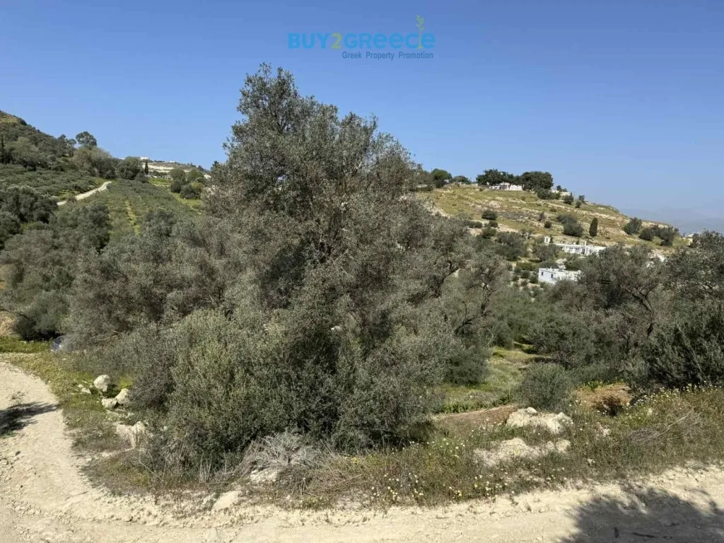 Οικόπεδο 1251τ.μ.  - 3