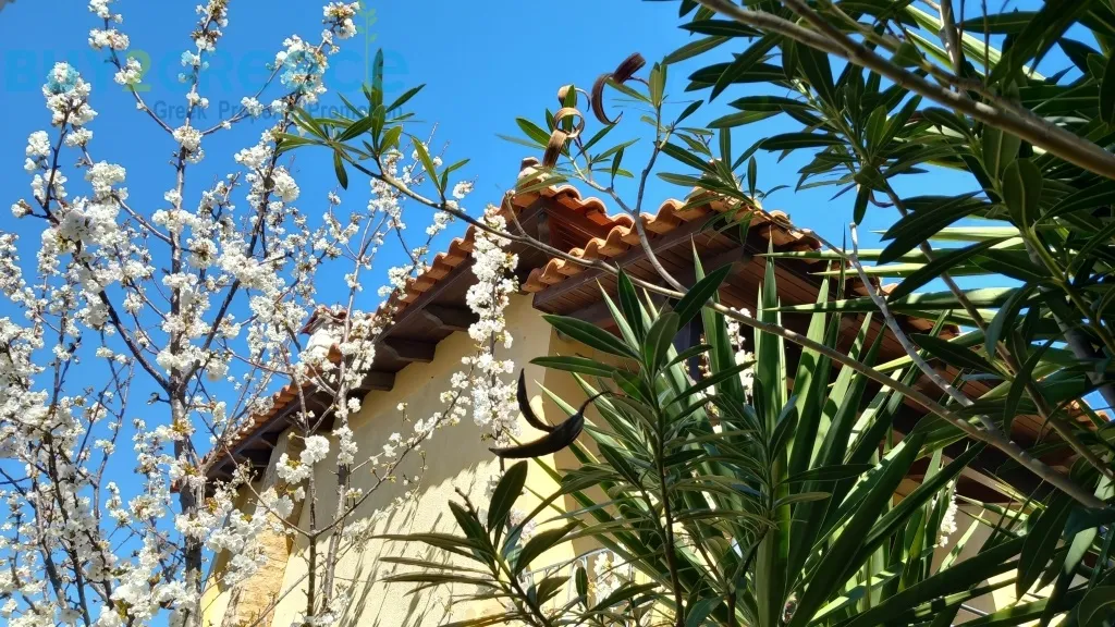 Detached house 320m²  - 5