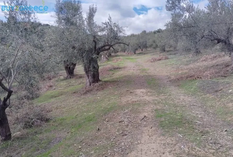 Αγροτεμάχιο 27857τ.μ.  - 4