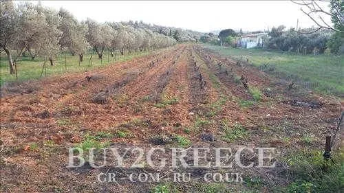 Αγροτεμάχιο 3600τ.μ.  - 2