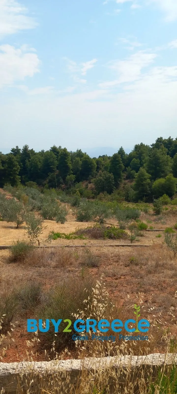 Αγροτεμάχιο 12650τ.μ.  - 3