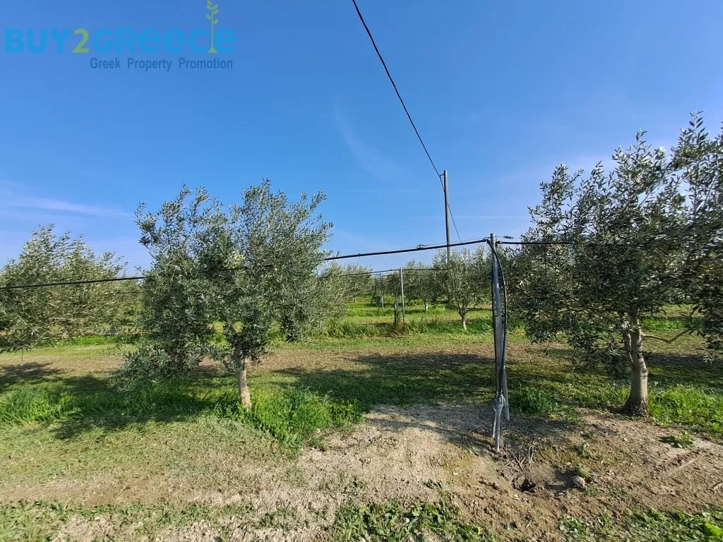 Αγροτεμάχιο 9500τ.μ.  - 3