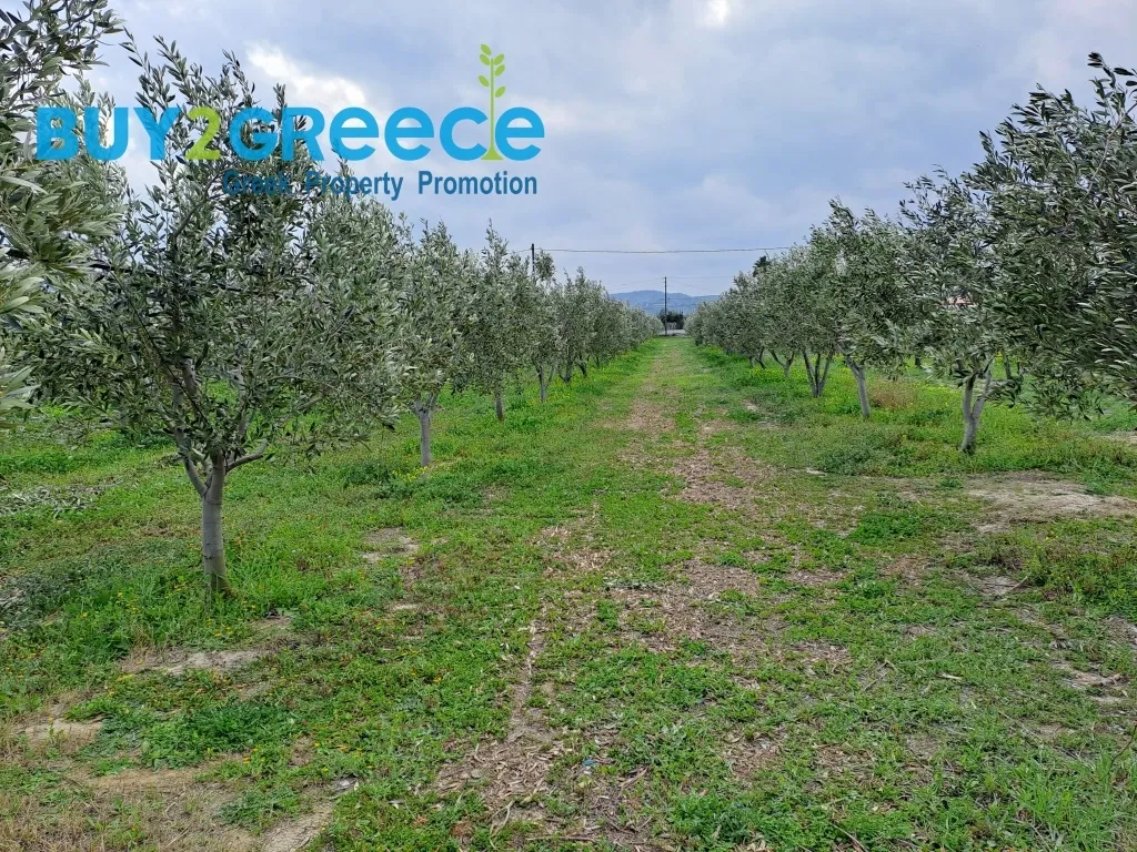 Αγροτεμάχιο 9500τ.μ.  - 4