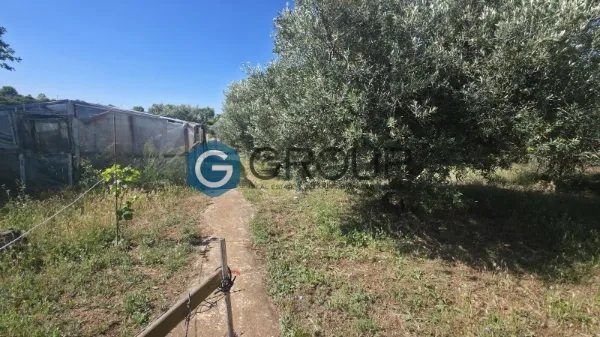 Αγροτεμάχιο 2500τ.μ.  - 4