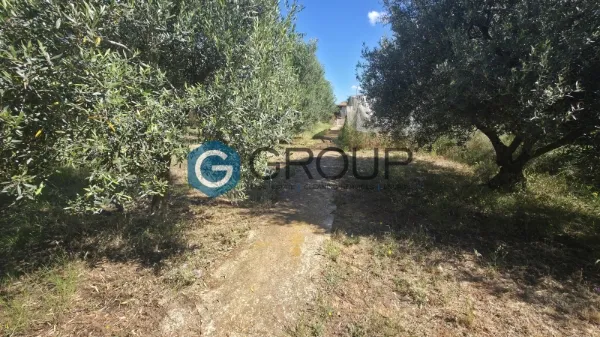 Αγροτεμάχιο 2500τ.μ.  - 5