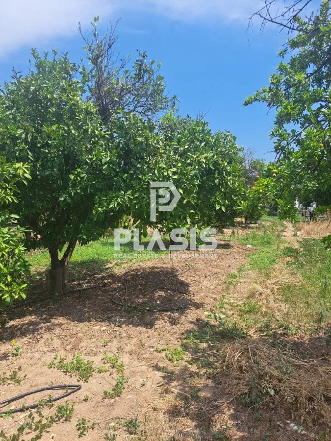 Αγροτεμάχιο 2875τ.μ.  - 5