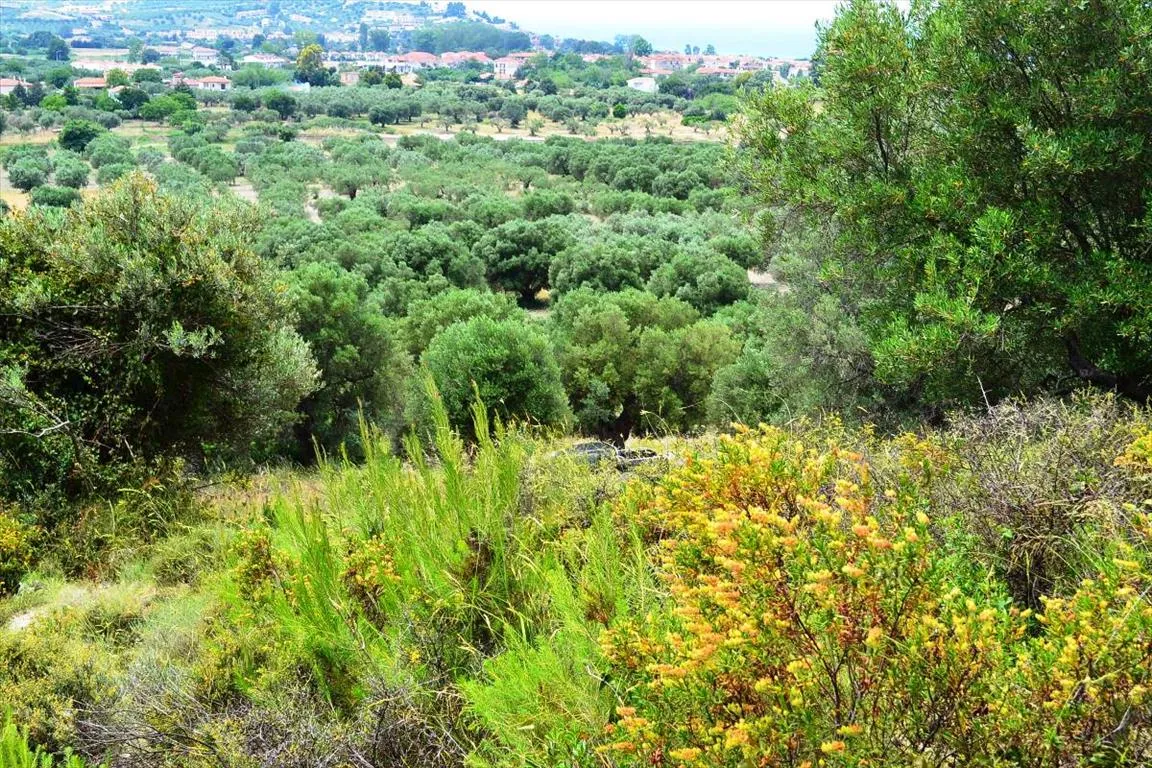 Οικόπεδο 5171τ.μ.  - 3