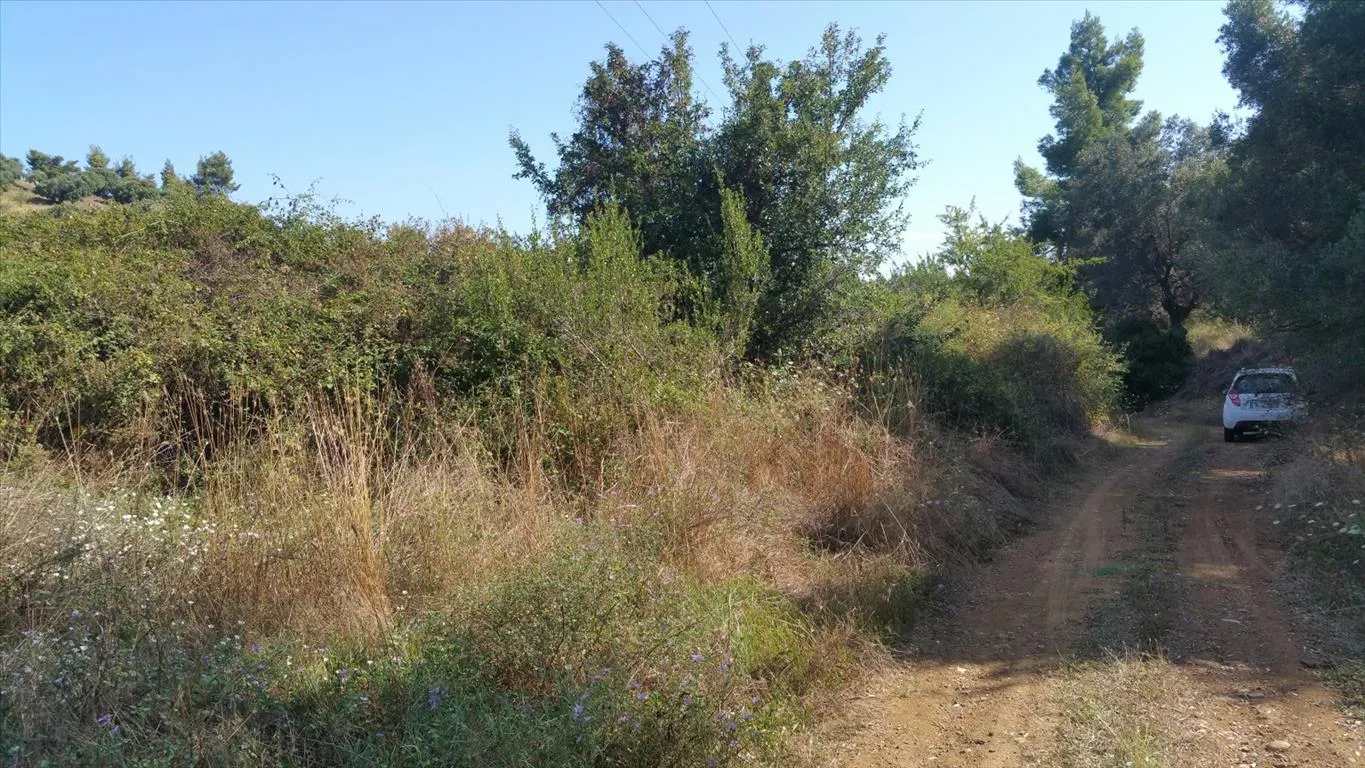 Οικόπεδο 9000τ.μ.  - 4
