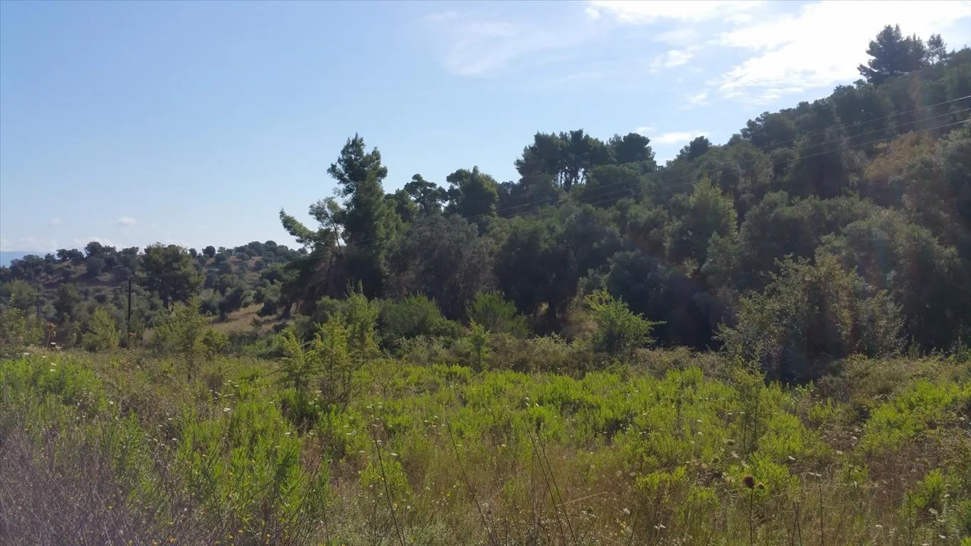 Οικόπεδο 9000τ.μ.  - 5