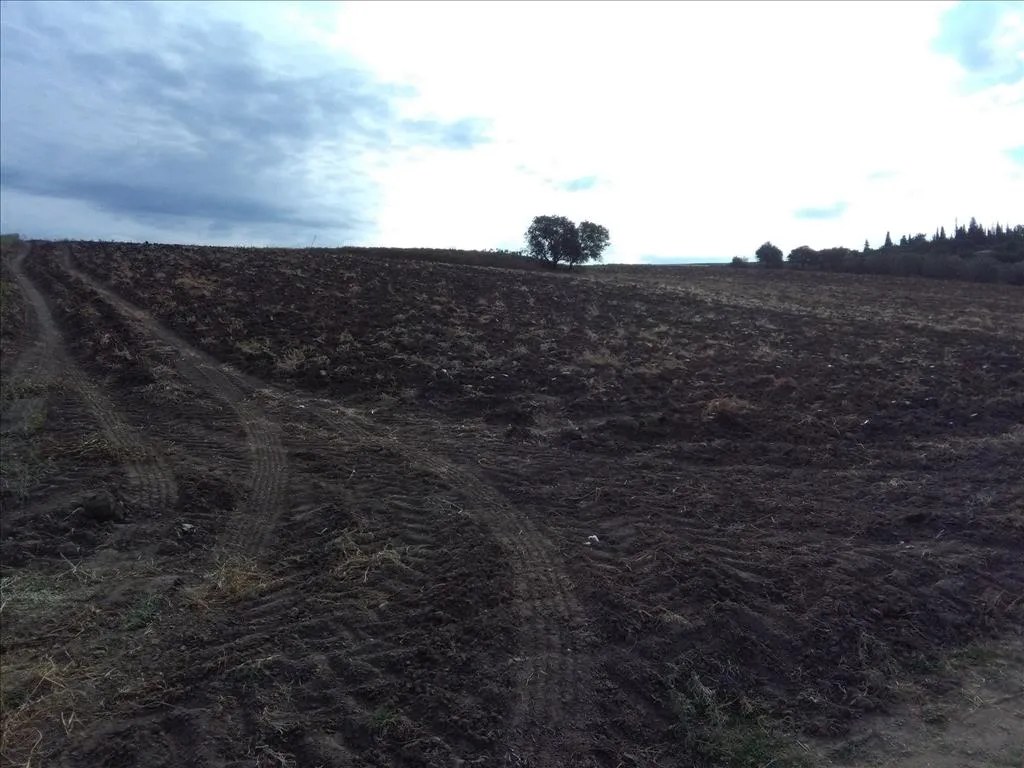 Plot 16313m²  - 3