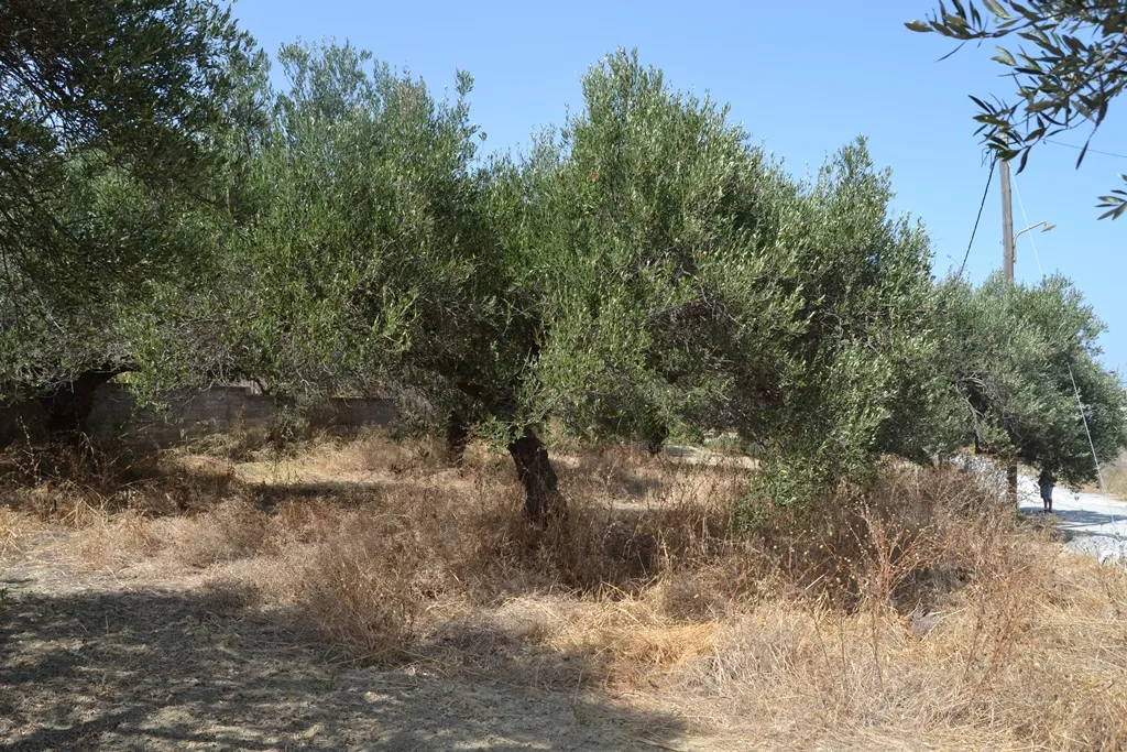Οικόπεδο 535τ.μ.  - 3