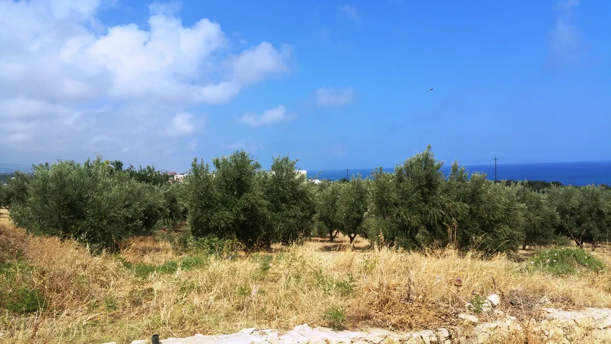 Plot 20000m²  - 5