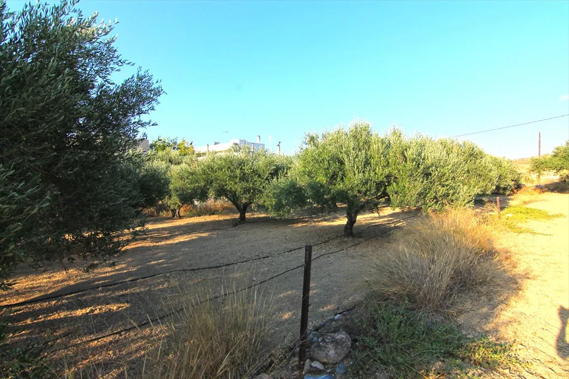 Οικόπεδο 1800τ.μ.  - 3