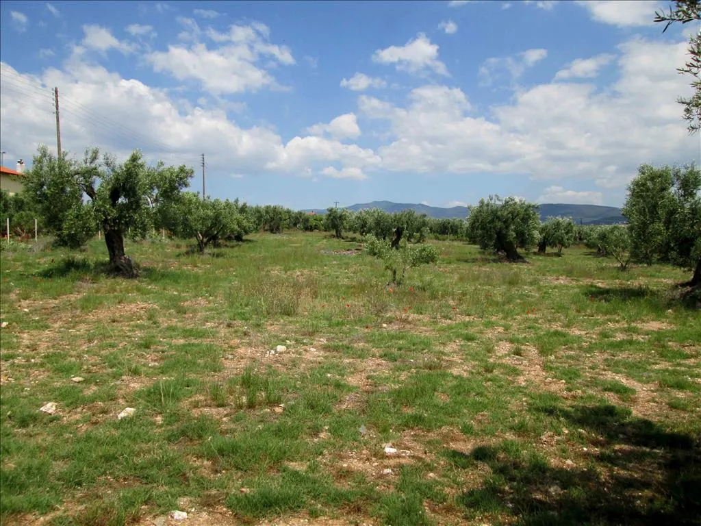 Οικόπεδο 5338τ.μ.  - 2