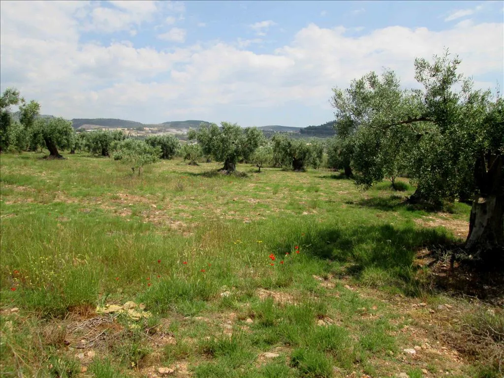 Οικόπεδο 5338τ.μ.  - 4