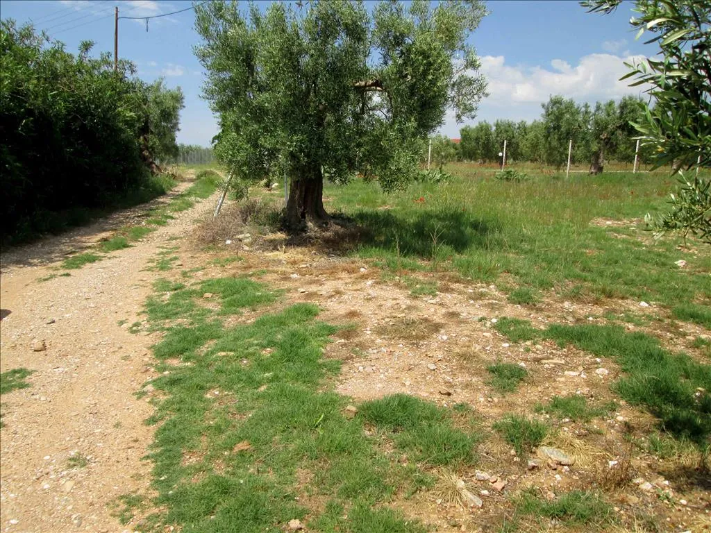 Οικόπεδο 5338τ.μ.  - 5