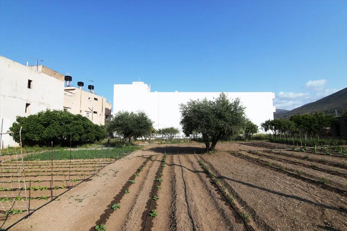 Plot 1293m²  - 5