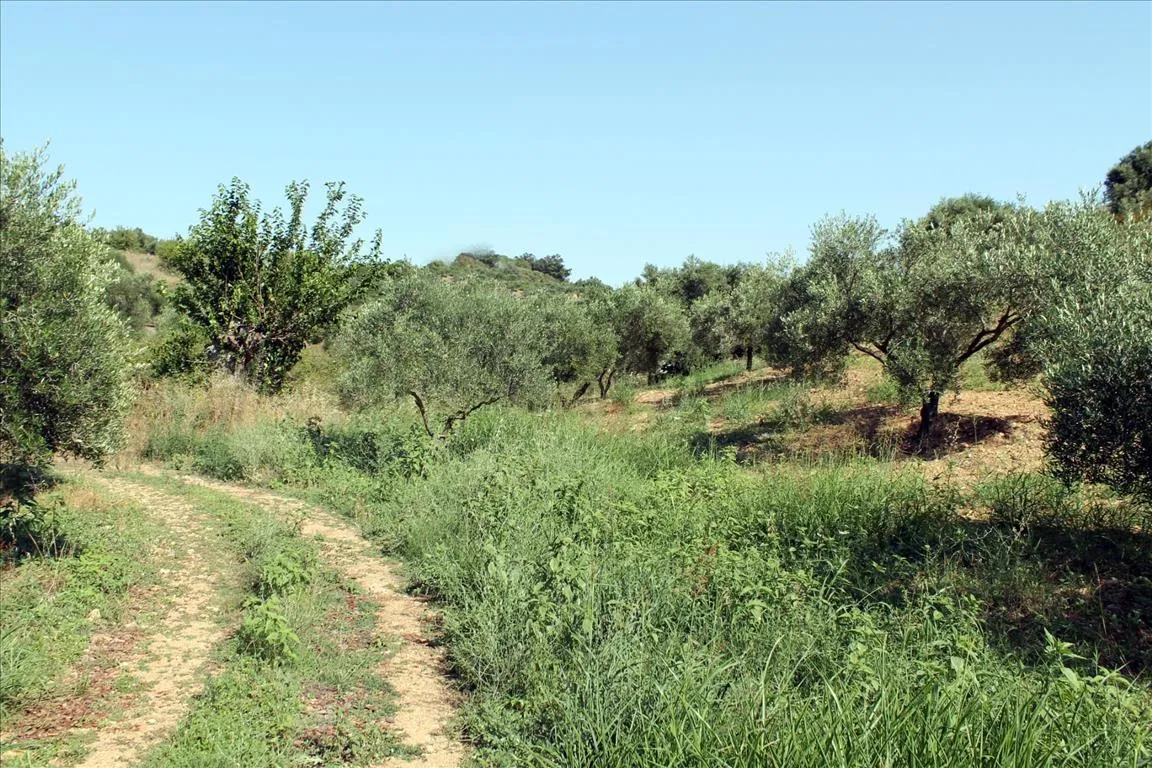 Οικόπεδο 2500τ.μ.  - 3