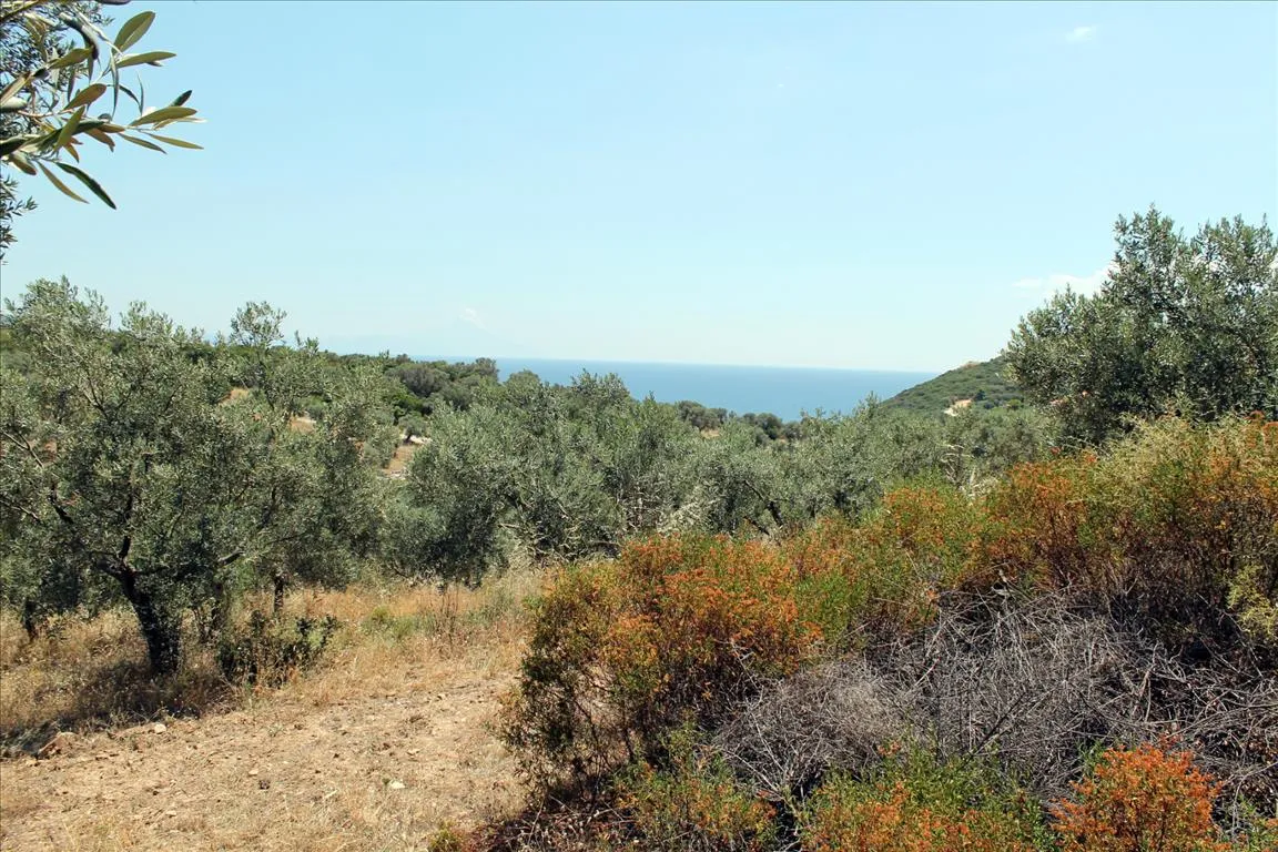 Οικόπεδο 5568τ.μ.  - 4