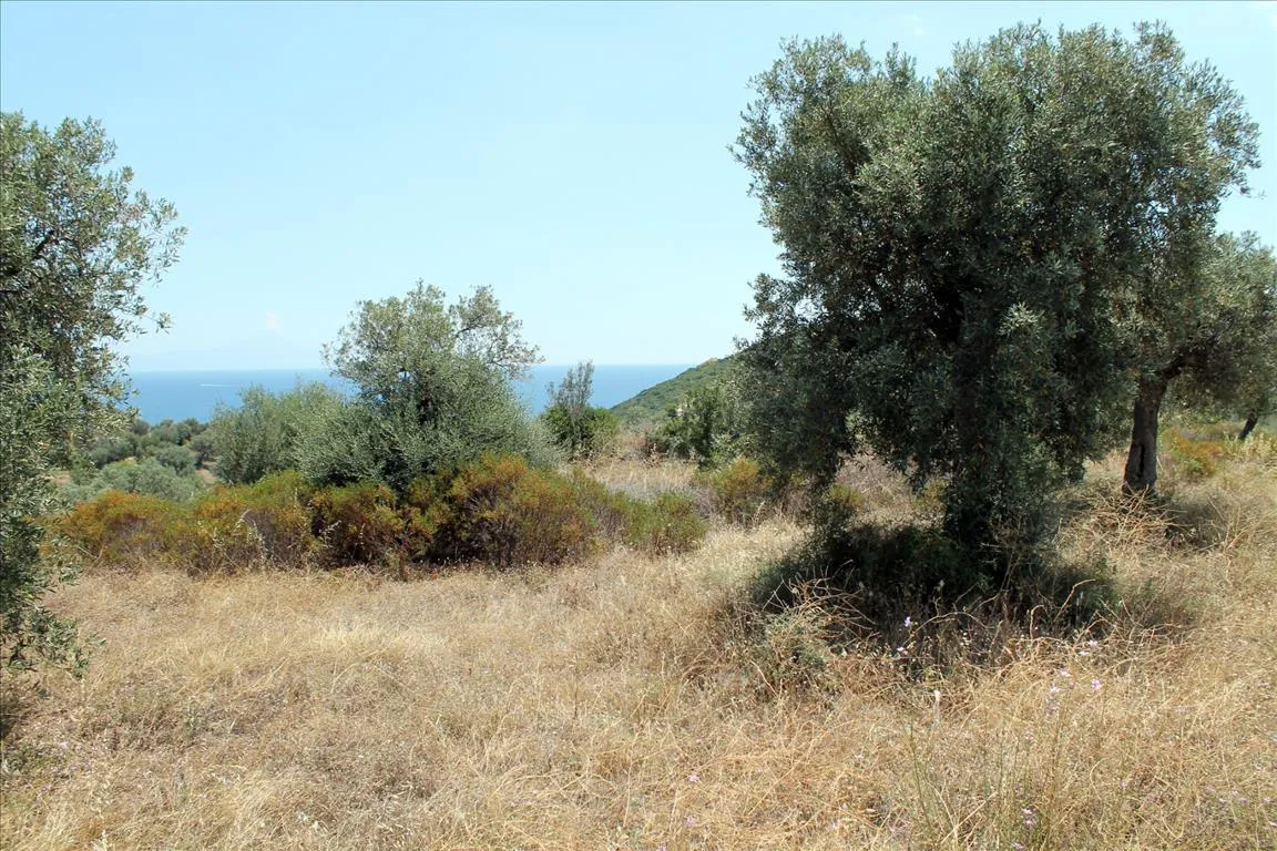 Οικόπεδο 5568τ.μ.  - 5