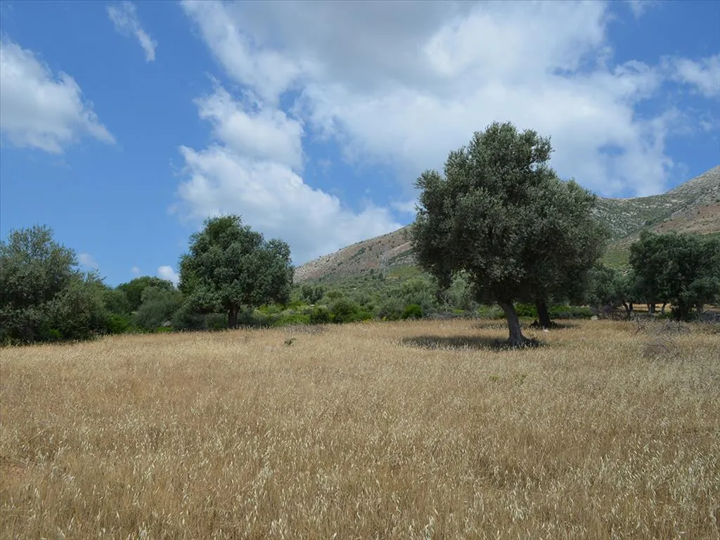 Plot 45000m²  - 4