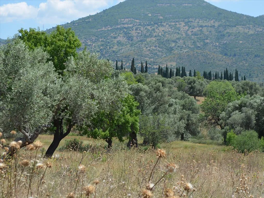 Οικόπεδο 22000τ.μ.  - 2