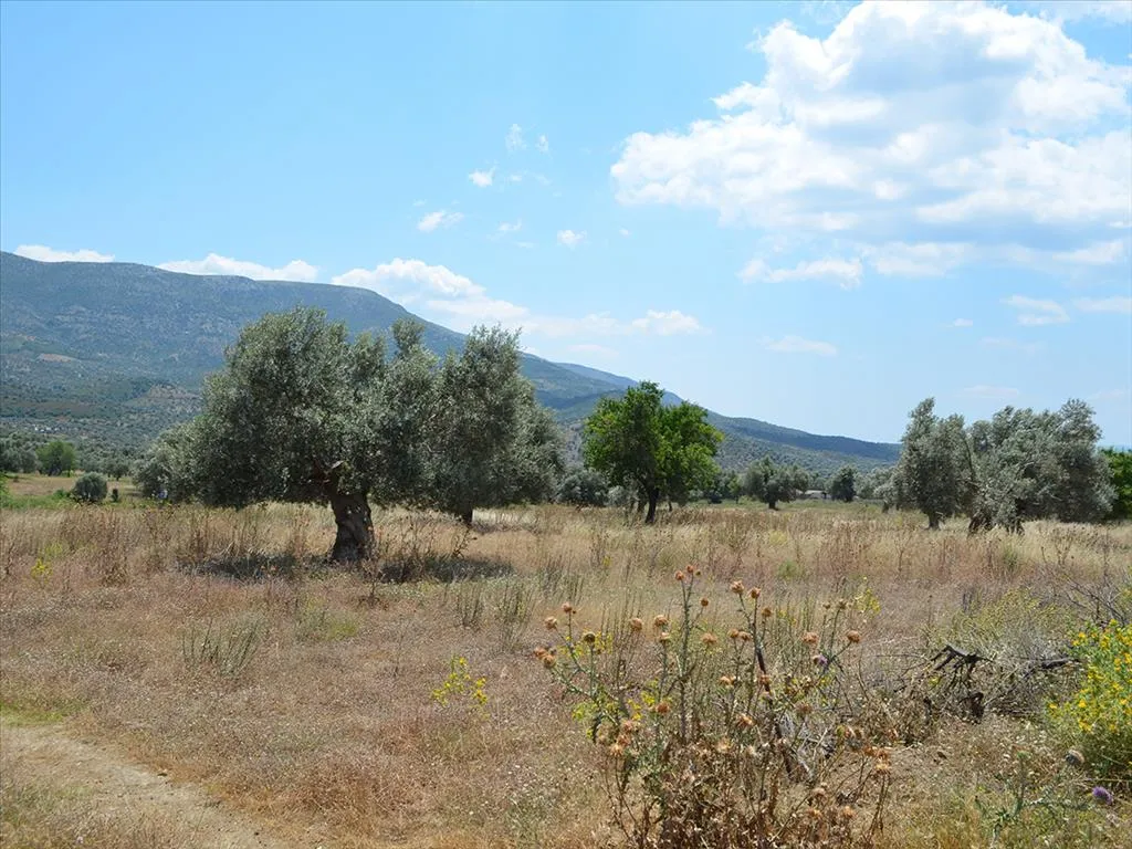 Οικόπεδο 22000τ.μ.  - 3