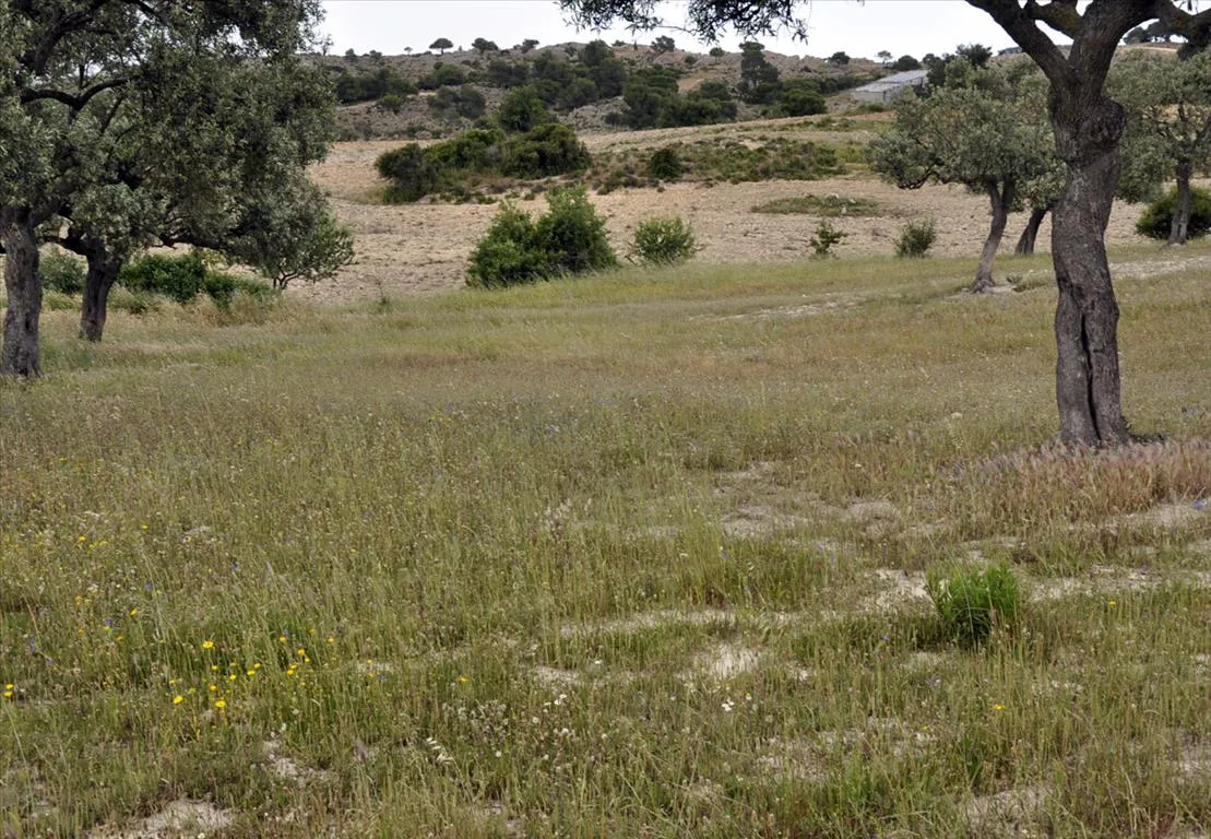 Οικόπεδο 4000τ.μ.  - 3