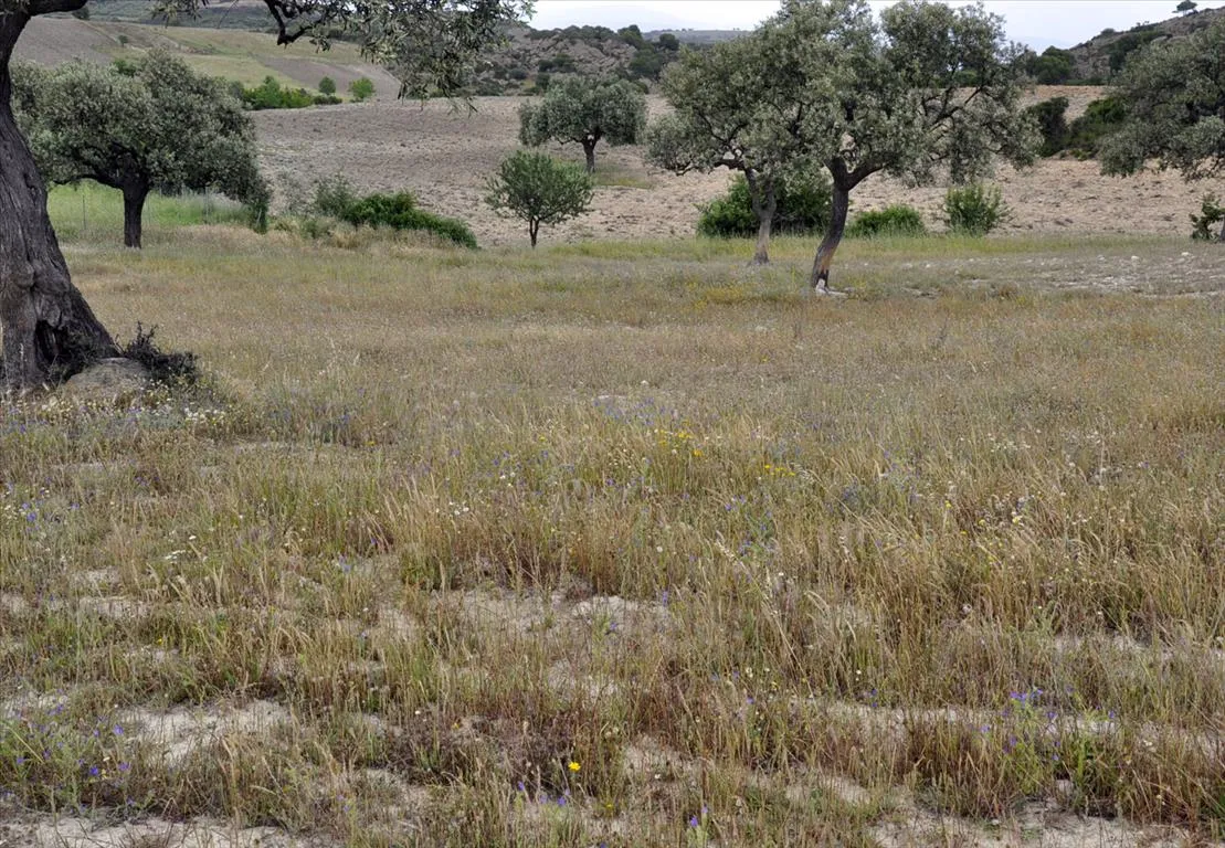 Οικόπεδο 4000τ.μ.  - 5