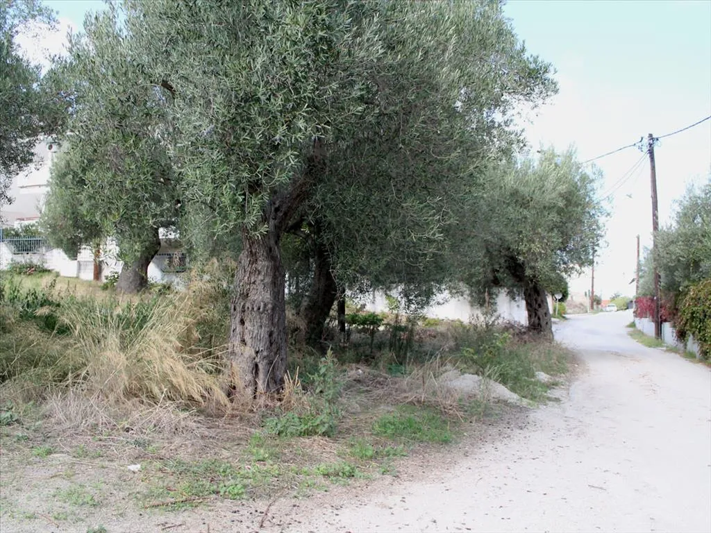Plot 3503m²  - 2