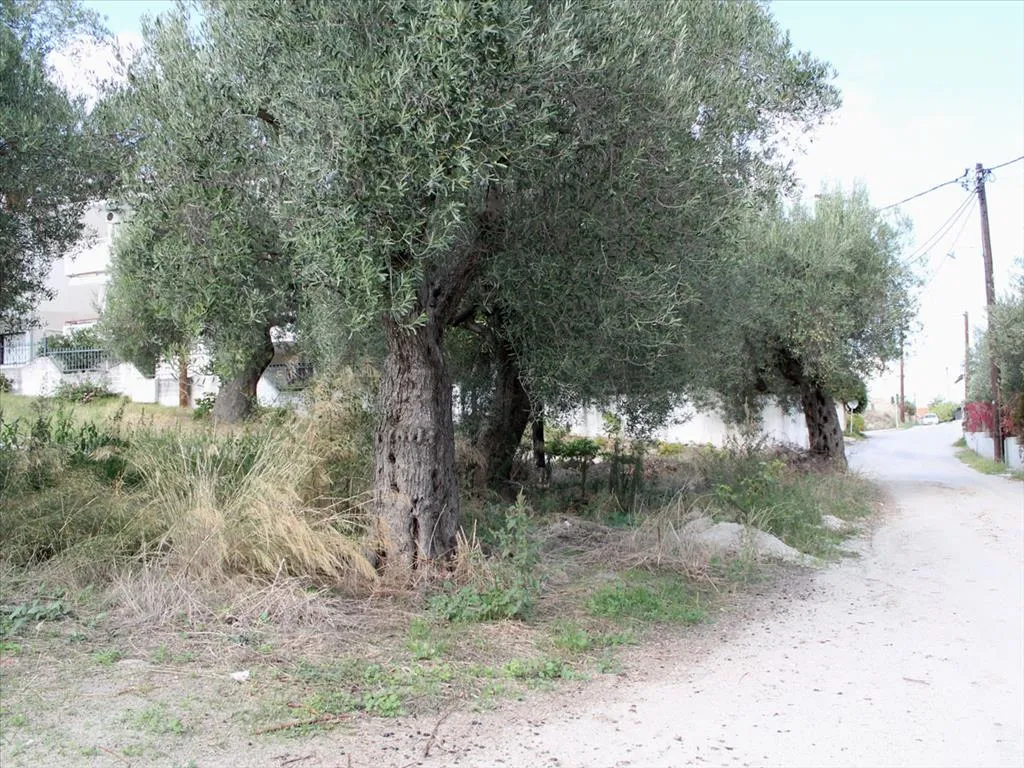 Plot 3503m²  - 4