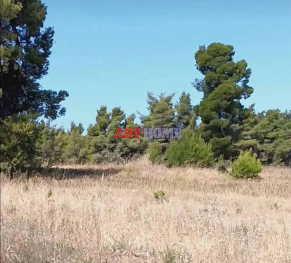 Οικόπεδο 12000τ.μ.  - 2