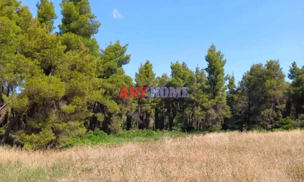 Οικόπεδο 12000τ.μ.  - 3