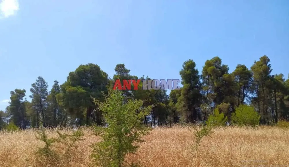 Οικόπεδο 12000τ.μ.  - 4
