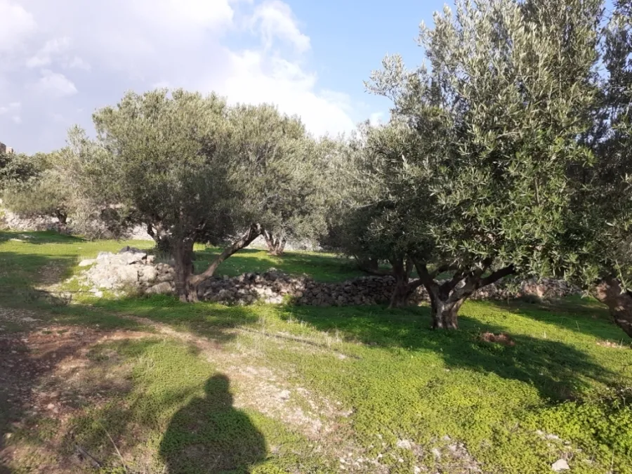Plot 3000m²  - 2