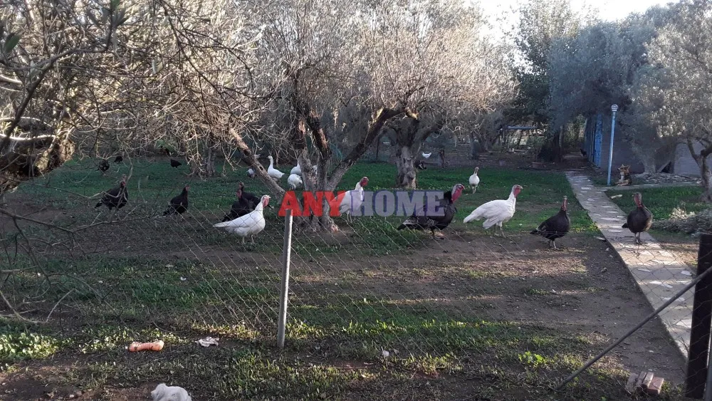 Μονοκατοικία 55τ.μ.  - 3
