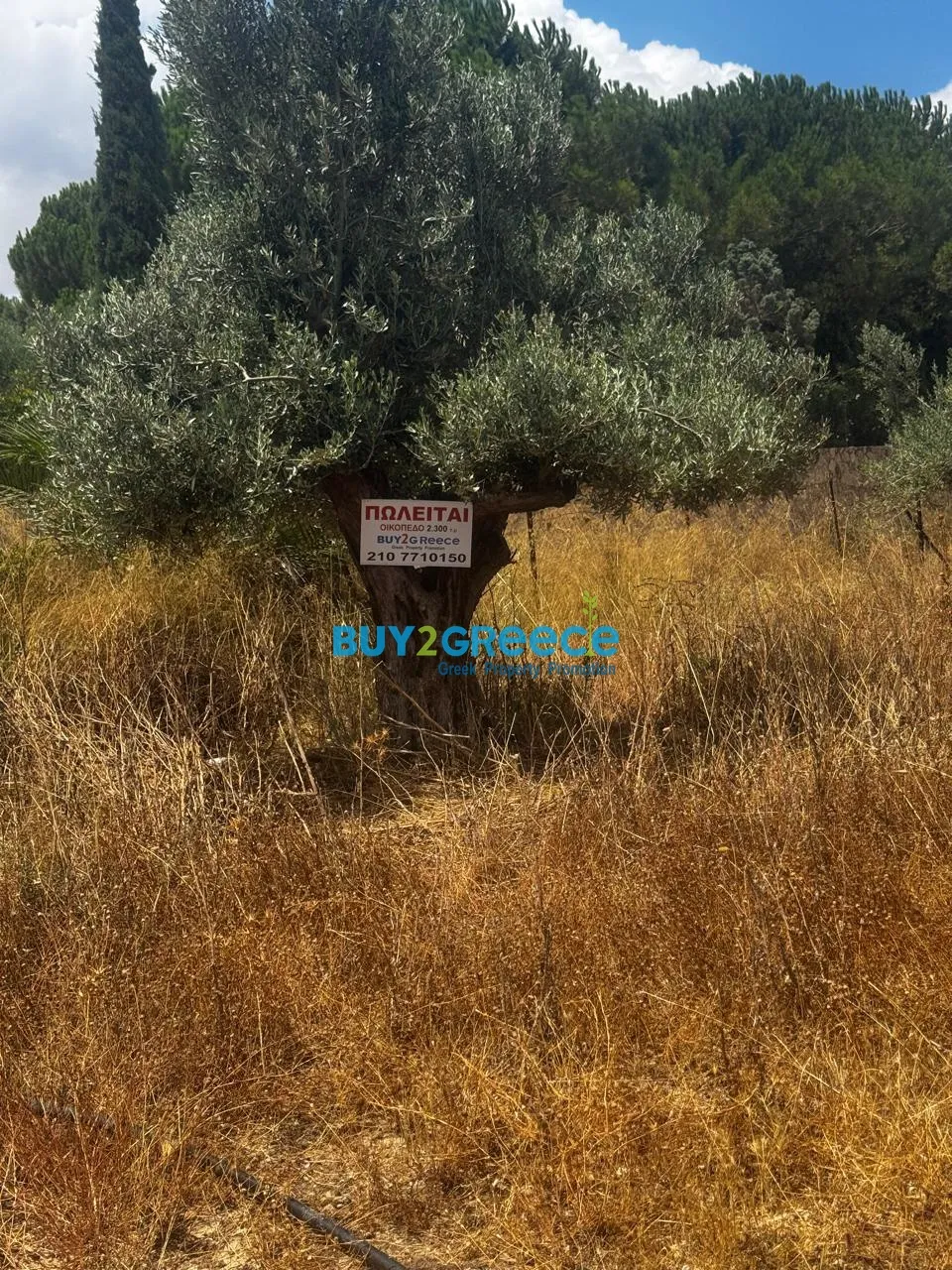 Αγροτεμάχιο 2300τ.μ.  - 4