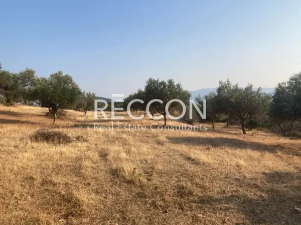Οικόπεδο 6000τ.μ.  - 2