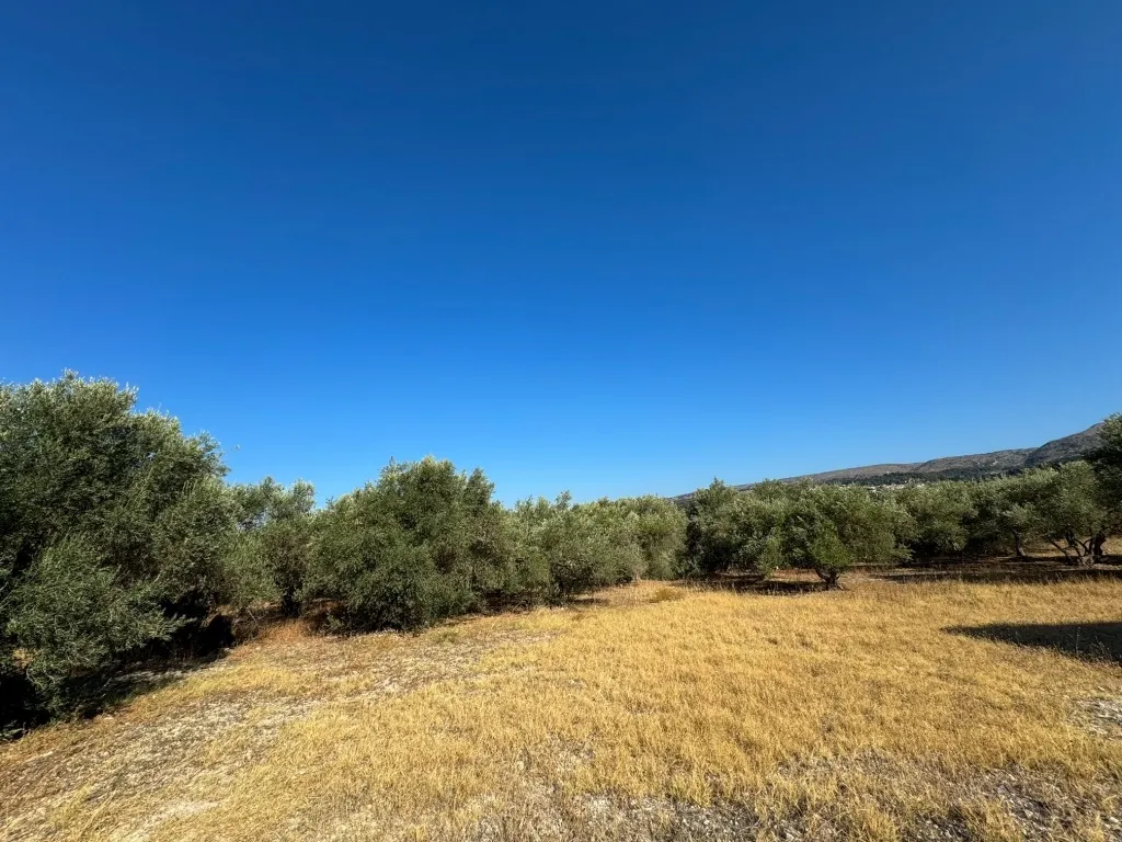 Οικόπεδο 1650τ.μ.  - 2